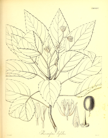 The botany of Captain Beechey's voyage; comprising an acount of the plants collected by Messrs. Lay and Collie, and other officers of the expedition, during the voyage to the Pacific and Behring's (19784673433), 1841