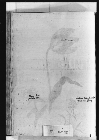 Alexander Marshal (RCIN 924317-2), Alexander Marshal