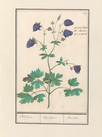 Akelei (Aquilegia) Akeleijen. Aquilegia. Aucolied (titel op object), RP-T-BR-2017-1-9-44, Elias Verhulst, between 1596 and 1610