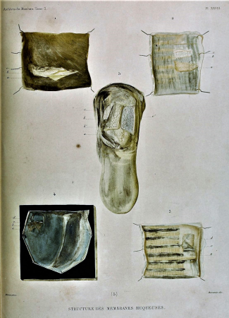 Structure of Mucous membrane3, Jacques Christophe Werner