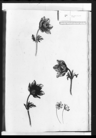 Alexander Marshal (RCIN 924289-3), Alexander Marshal