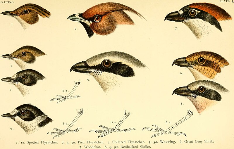 A handbook of British birds, showing the distribution of the resident and migratory species in the British islands, with an index to the records of the rarer visitants (1901) (14770295833)