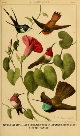 Tilmatura dupontii Selasphorus rufus Selasphorus platycercus Calothorax Lucifer Eugenes fulgens