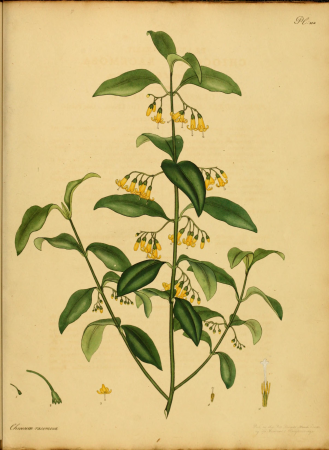 The botanist's repository, for new, and rare plants - containing coloured figures of such plants, as have not hitherto appeared in any similar publication, with all their essential characters, (14781103904), 1797