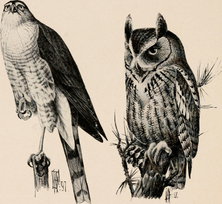Image from page 317 of "Introduction to zoology; a guide to the study of animals, for the use of secondary schools;" (1900) (14784781082), Louis Agassiz Fuertes