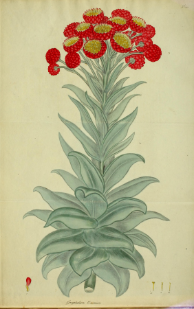 The botanist's repository, for new and rare plants - containing coloured figures of such plants, as have not hitherto appeared in any similar publication; with all their essential characters, (19782386434), 1797