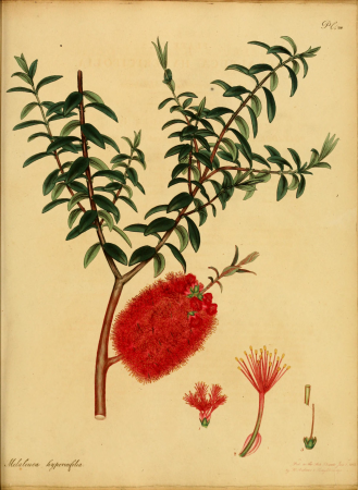 The botanist's repository, for new, and rare plants - containing coloured figures of such plants, as have not hitherto appeared in any similar publication, with all their essential characters, (14596672470), 1797