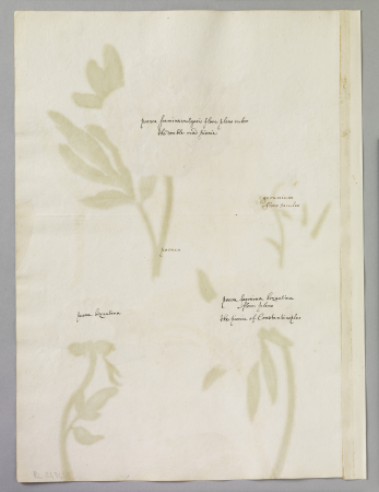 Alexander Marshal (RCIN 924341-1), Alexander Marshal