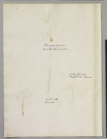 Alexander Marshal (RCIN 924279-1), Alexander Marshal