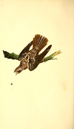 The natural history of British birds, or, A selection of the most rare, beautiful and interesting birds which inhabit this country - the descriptions from the Systema naturae of Linnaeus - with (14752195275), 1796