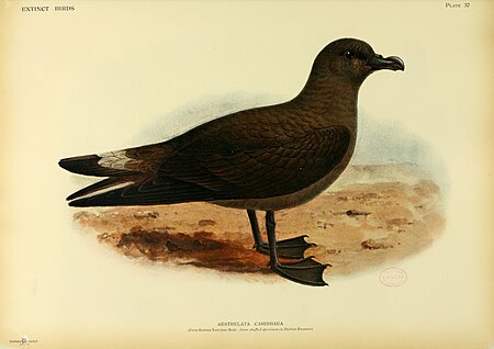 Extinct birds - an attempt to unite in one volume a short account of those birds which have become extinct in historical times - that is, within the last six or seven hundred years - to which are (14747649441), 1907