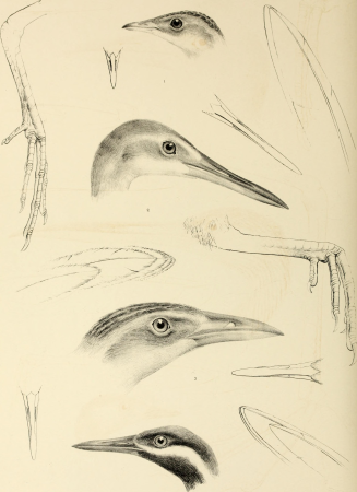 The genera of birds - comprising their generic characters, a notice of the habits of the genus, and an extensive list of species referred to their several genera (1849) (14565840289)