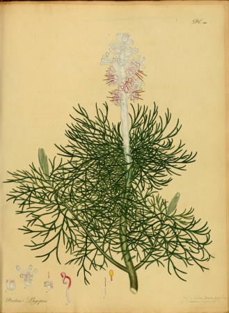 The botanist's repository, for new, and rare plants - containing coloured figures of such plants, as have not hitherto appeared in any similar publication, with all their essential characters, (14803277453), 1797