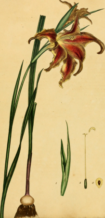 The botanist's repository, for new, and rare plants - containing coloured figures of such plants, as have not hitherto appeared in any similar publication, with all their essential characters, (20378797276), 1797