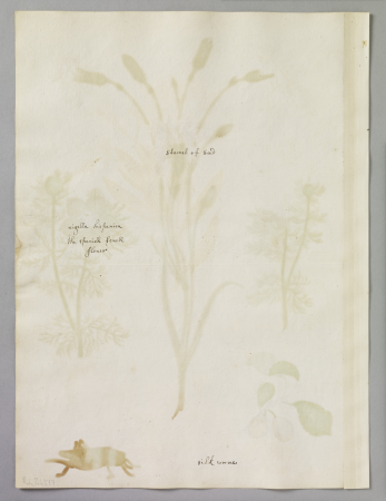 Alexander Marshal (RCIN 924377-1), Alexander Marshal