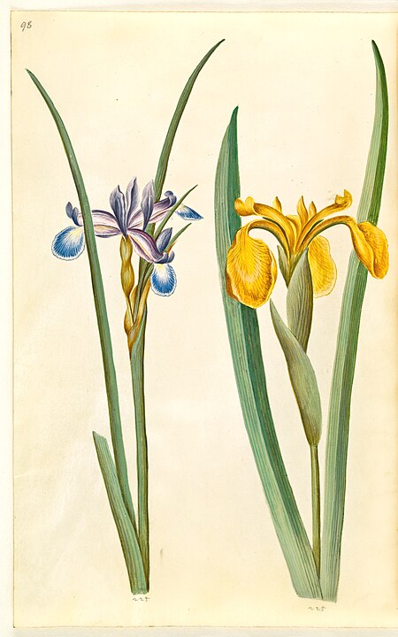 Iris grass (græsbladet iris); Iris pseudacorus (gul iris), Hans Simon Holtzbecker
