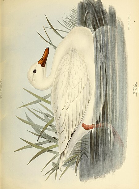 The genera of birds - comprising their generic characters, a notice of the habits of the genus, and an extensive list of species referred to their several genera (1849) (14752497965)