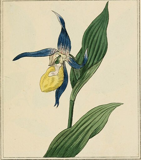 Elements of the science of botany, as established by Linnaeus; with examples to illustrate the classes and orders of his system (1812) (20643922173)