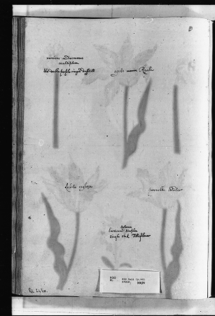 Alexander Marshal (RCIN 924310-2), Alexander Marshal