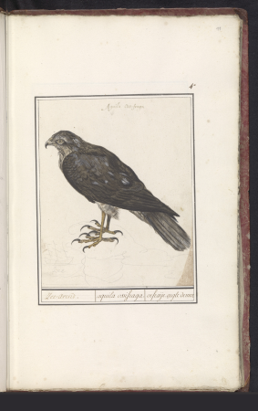 Sperwer (Accipiter nisus) Zee-Arend. aquila ossifraga. orfraije. aigle de mer (titel op object), RP-T-BR-2017-1-3-11, Elias Verhulst, between 1596 and 1610