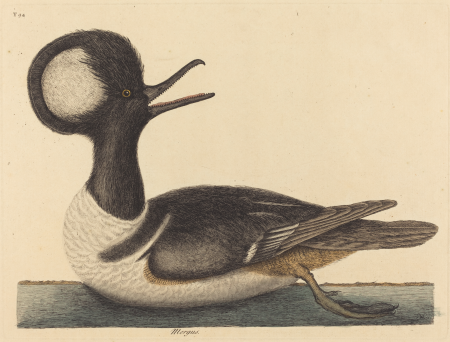 The Round Crested Duck (Mergus cucullatus), Mark Catesby, published 1731-1743