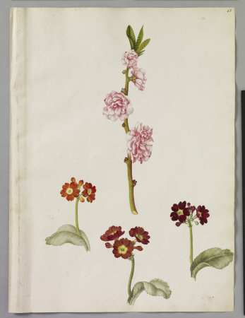 Alexander Marshal (RCIN 924279), Alexander Marshal