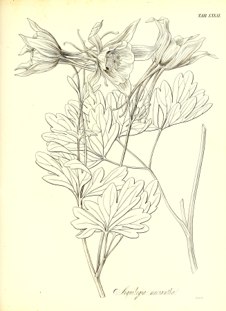 The botany of Captain Beechey's voyage; comprising an acount of the plants collected by Messrs. Lay and Collie, and other officers of the expedition, during the voyage to the Pacific and Behring's (20405749225), 1841