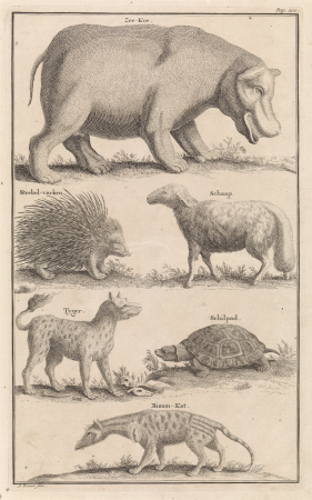 Dieren in Zuid-Afrika Zee-Koe, Steekel-varken, Schaap, Tyger, Schilpad, Bisam-Kat (titel op object), RP-P-1908-3405, Abraham Zeeman, 1727