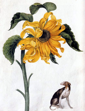 Alexander Marshal17, Alexander Marshal, before 1682