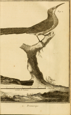 Ornithologie, ou, Méthode contenant la division des oiseaux en ordres, sections, genres, especes and leurs variétés - a laquelle on a joint une description exacte de chaque espece, avec les citations (14749613564), 1760