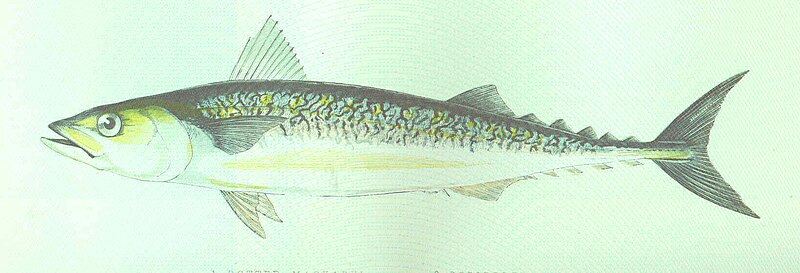 FMIB 46146 Scribbled Mackerel, 1877