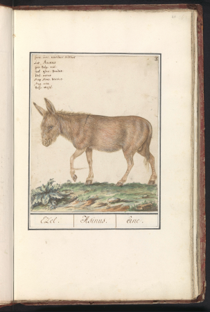 Ezel (Equus africanus asinus) Ezel. Asinus. âne. (titel op object), RP-T-BR-2017-1-1-28, Elias Verhulst, between 1596 and 1610