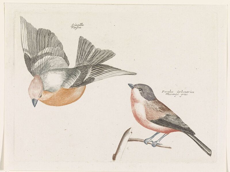 Vink en grijsflankmees, Johan Teyler