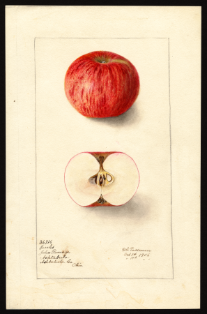Pomological Watercolor POM00000428, Deborah Griscom Passmore, 10 October 1906