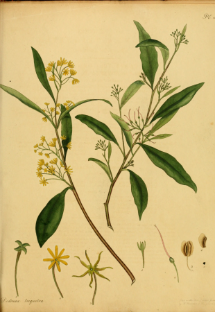 The botanist's repository, for new, and rare plants - containing coloured figures of such plants, as have not hitherto appeared in any similar publication, with all their essential characters, (14596701930), 1797