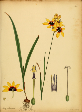 The botanist's repository, for new, and rare plants - containing coloured figures of such plants, as have not hitherto appeared in any similar publication, with all their essential characters, (14780244011), 1797
