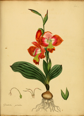 The botanist's repository, for new, and rare plants - containing coloured figures of such plants, as have not hitherto appeared in any similar publication, with all their essential characters, (19782668044), 1797