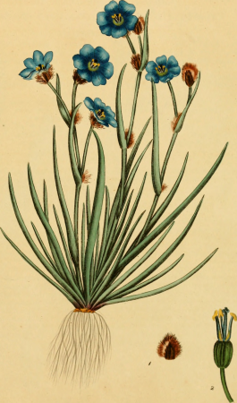 The botanist's repository, for new, and rare plants - containing coloured figures of such plants, as have not hitherto appeared in any similar publication, with all their essential characters, (20405018495), 1797