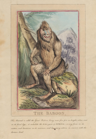 Set of eight with title-page. 'Foreign and Domestick Animals.' 2. The Lion, Thomas Rowlandson, 1787