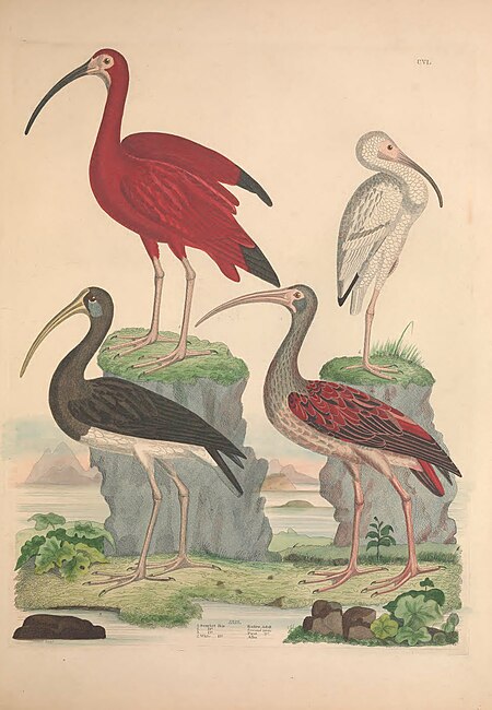Illustrations of the American ornithology of Alexander Wilson and Charles Lucian Bonaparte - with the addition of numerous recently discovered species and representations of the whole sylvae of North (14562893770), Alexander Wilson, 1835