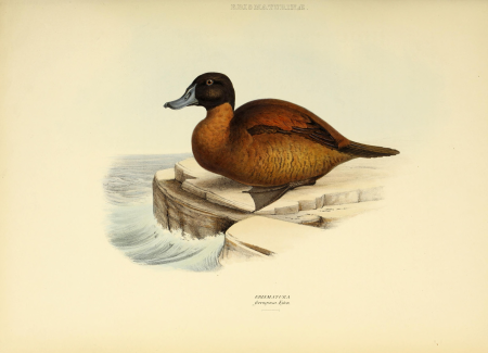 The genera of birds - comprising their generic characters, a notice of the habits of the genus, and an extensive list of species referred to their several genera (1849) (14772375193)