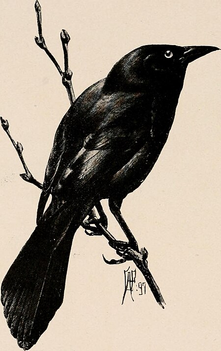 Image from page 313 of "Introduction to zoology; a guide to the study of animals, for the use of secondary schools;" (1900) (14804980463), Louis Agassiz Fuertes