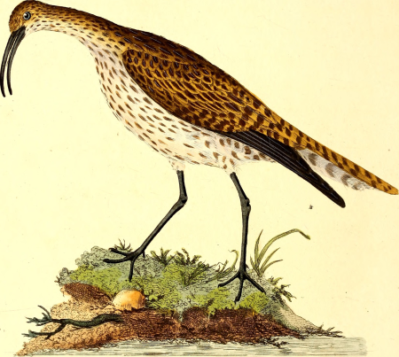 The natural history of British birds, or, A selection of the most rare, beautiful and interesting birds which inhabit this country - the descriptions from the Systema naturae of Linnaeus - with (14729200116), 1796