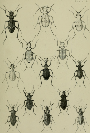 The Coleoptera of the British islands. A descriptive account of the families, genera, and species indigenous to Great Britain and Ireland, with notes as to localities, habitats, etc (1887) (14778738454)