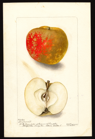 Pomological Watercolor POM00000575, Deborah Griscom Passmore, 24 October 1902