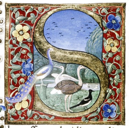 Initial S douce pliny, Gherardo di Giovanni del Fora, 1476