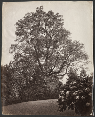 Nature study with a large beech tree at the edge of a garden, Freimund Edlich, between 1870 and 1891