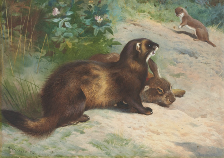 Thorburn polecat rabbit & weasel, Archibald Thorburn, 1920