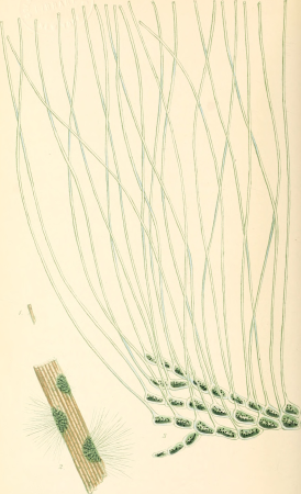 Phycologia britannica, or, A History of British sea-weeds, containing coloured figures, generic and specific characters, synonymes, and descriptions of all the species of algae inhabiting the shores (14759398986), 1846