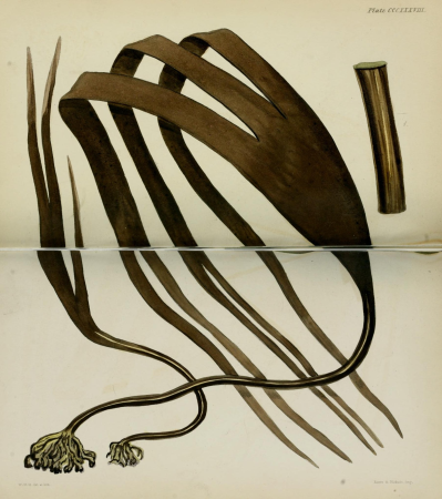 Phycologia Britannica, or, A history of British sea-weeds - containing coloured figures, generic and specific characters, synonymes, and descriptions of all the species of algae inhabiting the shores (14762146864), 1846